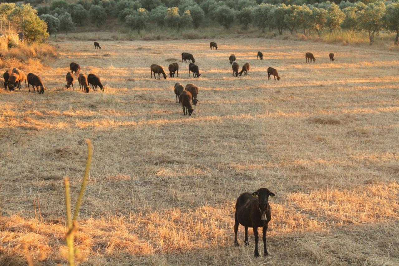Quinta Da Soneca Διαμέρισμα Alandroal Εξωτερικό φωτογραφία